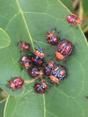 Tynacantha marginata