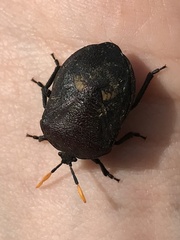 Coridius nubilus