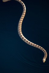 Hydrophis ornatus