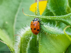 Hippodamia convergens