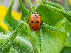Hippodamia convergens