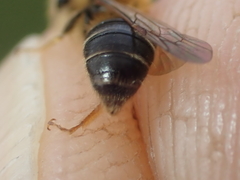 Andrena dorsata