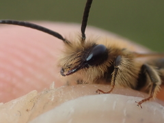 Andrena dorsata