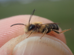 Andrena dorsata