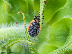 Hippodamia convergens