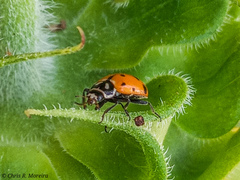 Hippodamia convergens