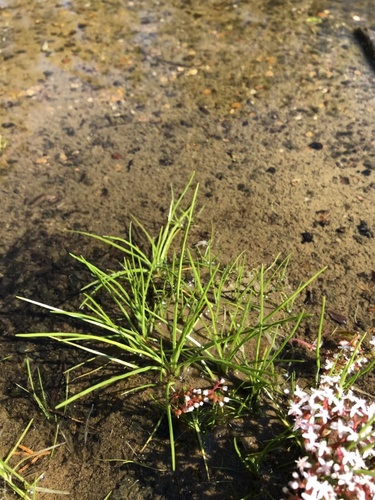 Flat Rock Quillwort (Isoetes graniticola)