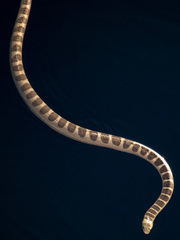 Hydrophis ornatus
