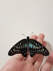 Graphium chironides