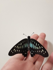 Graphium chironides
