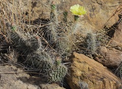 Opuntia trichophora