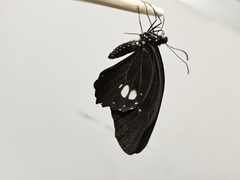 Papilio castor