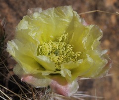 Opuntia trichophora