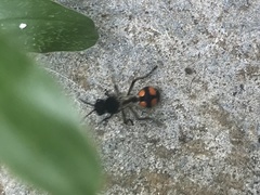 Traumatomutilla inermis