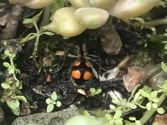 Traumatomutilla inermis