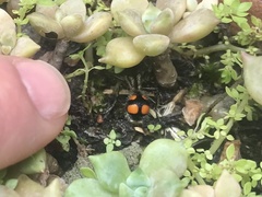 Traumatomutilla inermis