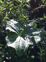 Trillium albidum