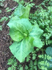Trillium albidum