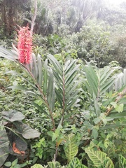 Hedychium coccineum