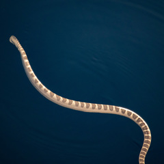 Hydrophis ornatus
