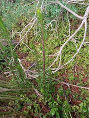 Senecio pseudolongifolius