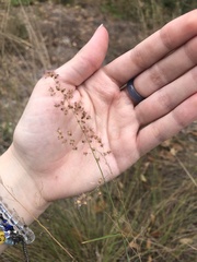Media resource of Melinis repens