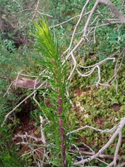 Senecio pseudolongifolius