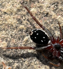 Venatrix pictiventris