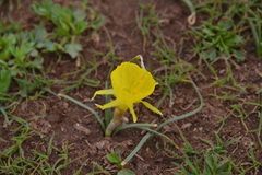Narcissus bulbocodium