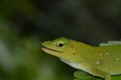 Anolis parvauritus