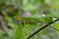 Anolis parvauritus