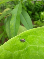 Harmonia axyridis