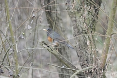 Turdus dissimilis