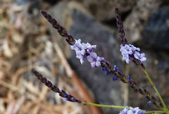 Lavandula rotundifolia image