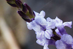 Lavandula rotundifolia image