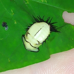 Cyrtonota thalassina