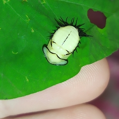 Cyrtonota thalassina
