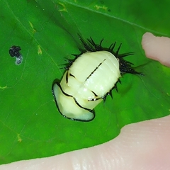 Cyrtonota thalassina
