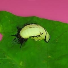 Cyrtonota thalassina