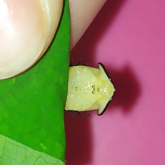 Cyrtonota thalassina