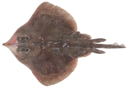 Longnose Skate