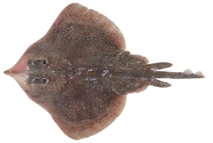 Longnose Skate photo 1