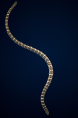 Hydrophis ornatus