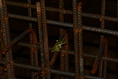 Agalychnis spurrelli