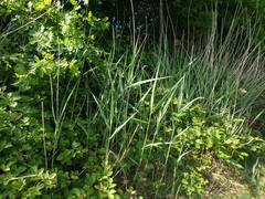 Phragmites australis