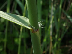 Phragmites australis