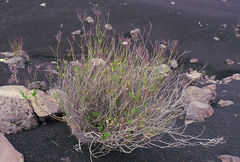 Lavandula rotundifolia