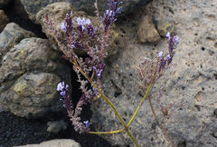 Lavandula rotundifolia
