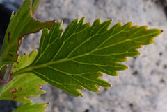 Lavandula rotundifolia