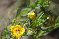 Scyphanthus elegans
